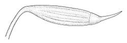 Ptychomnion aciculare, capsule with operculum, moist. Drawn from P. Child s.n., 5 Mar. 1972, CHR 412908.
 Image: R.C. Wagstaff © Landcare Research 2018 